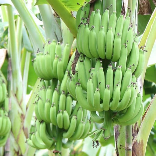 Amazon.co.jp: バナナ：グロスミッシェル4号ポット[絶滅したと思われた