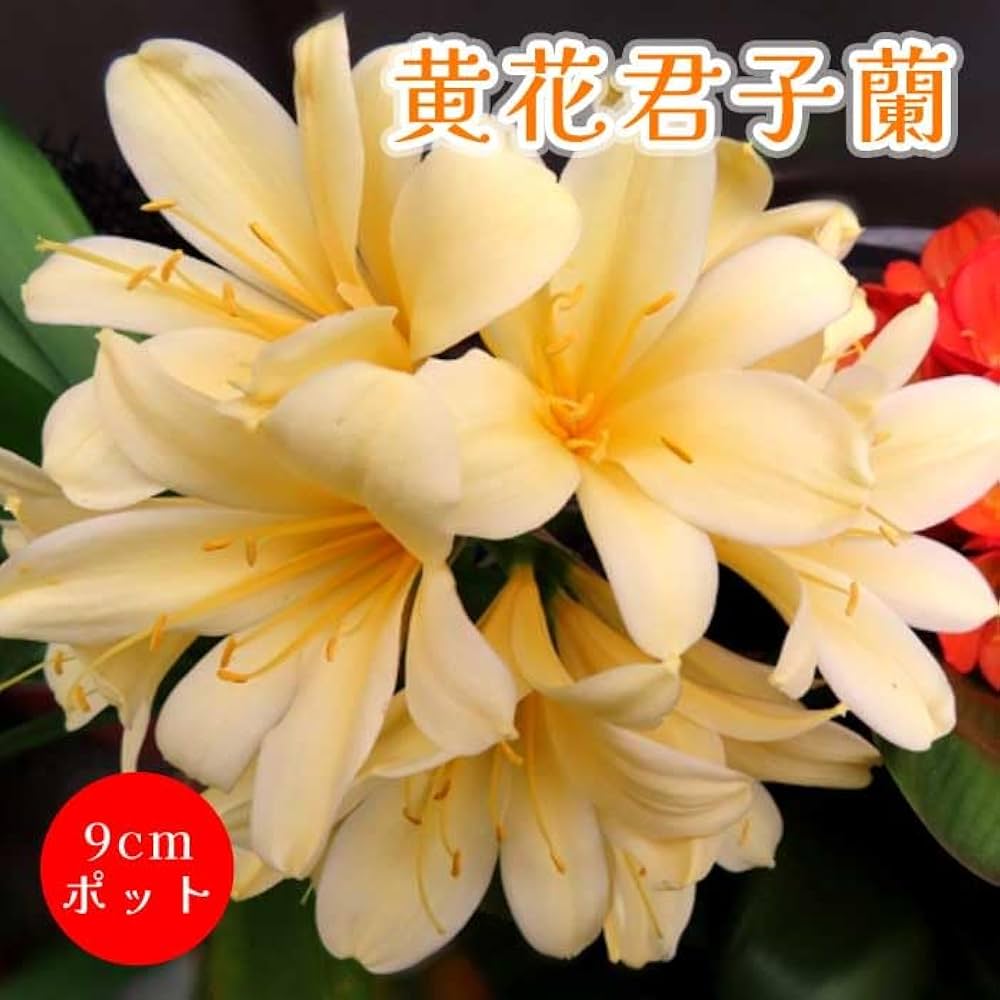 Amazon.co.jp: 黄花君子蘭 苗 9cmポット キバナクンシラン 多年草 葉も