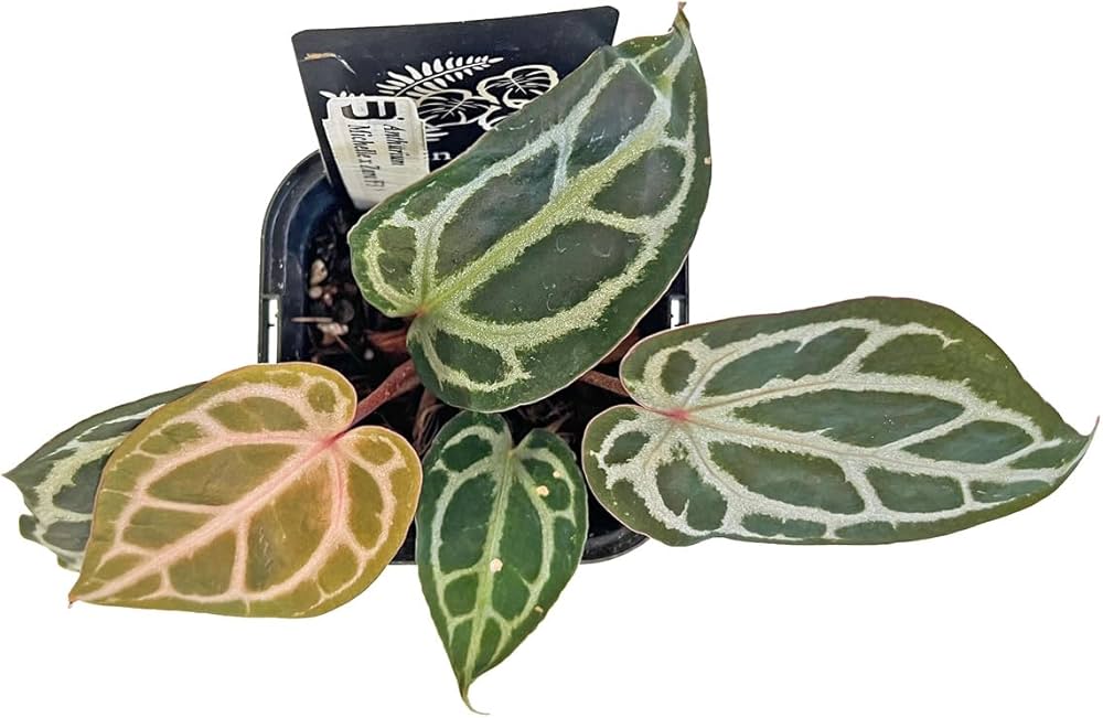 Amazon｜アンスリウム ミシェルxザラ F3 3.5号 水苔管理 アーバン