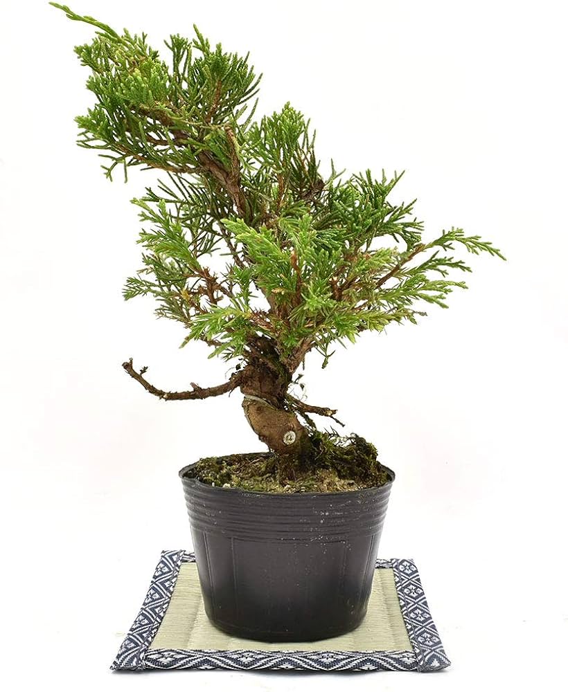 Amazon.co.jp: 盆栽 糸魚川真柏 素材 苗木 15cm ミニ盆栽 小品盆栽