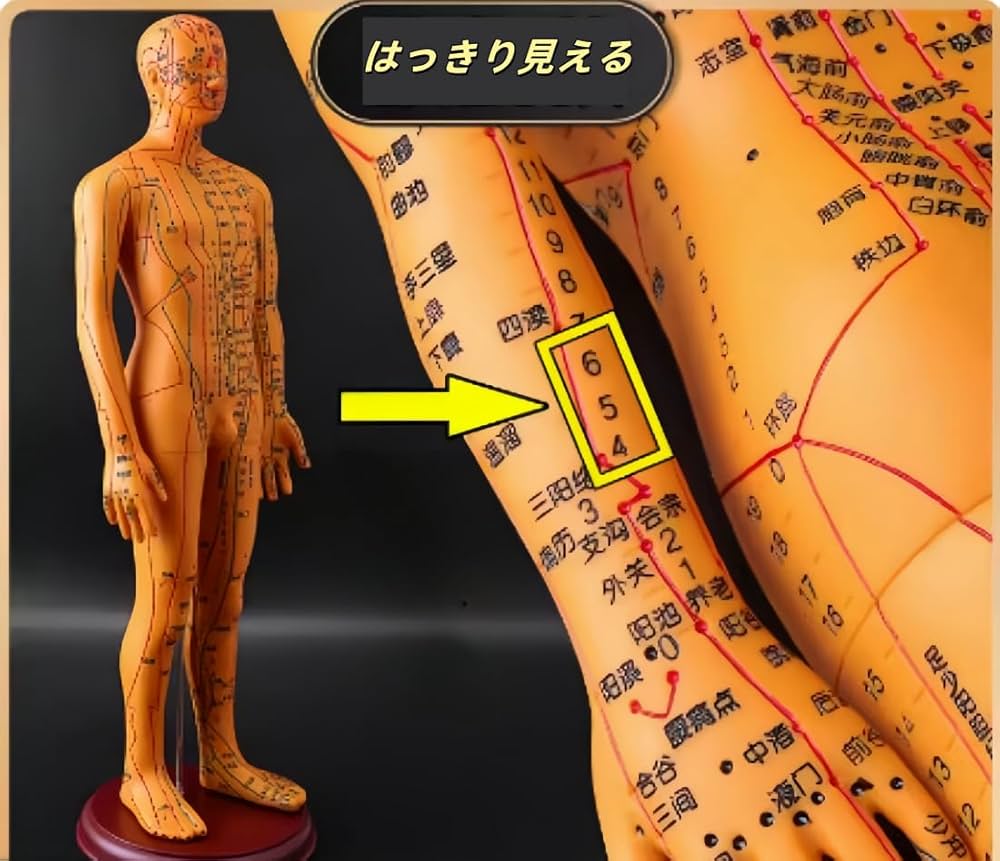 Amazon.co.jp: colortree 経絡人形 鍼灸モデル鍼灸経絡モデル鍼灸