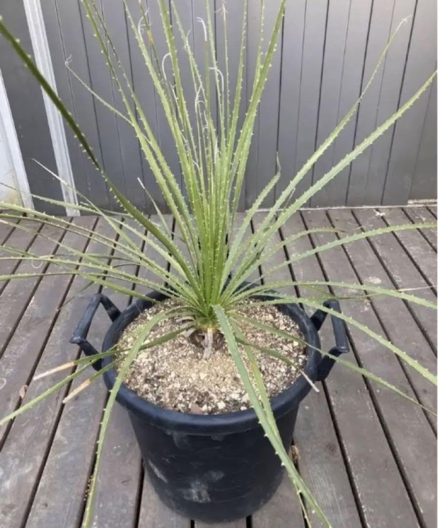 耐寒性ダシリリオンテキサナム大苗◇南国ドライガーデンサボテンアガベ