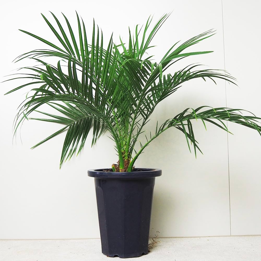 Amazon｜ITANSE ヤシ フェニックス・ロベレニー 6号 1個売り