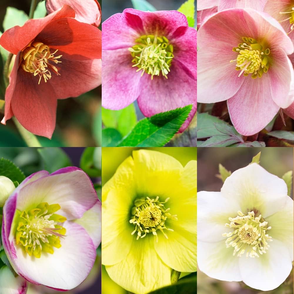 Amazon.co.jp: クリスマスローズ 