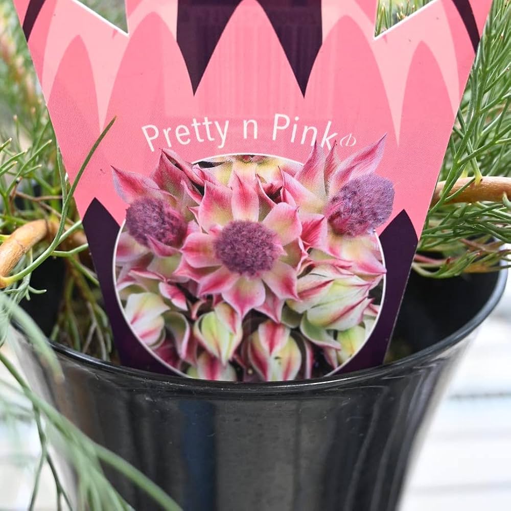 612kWiwjsJL._AC_UF1000,