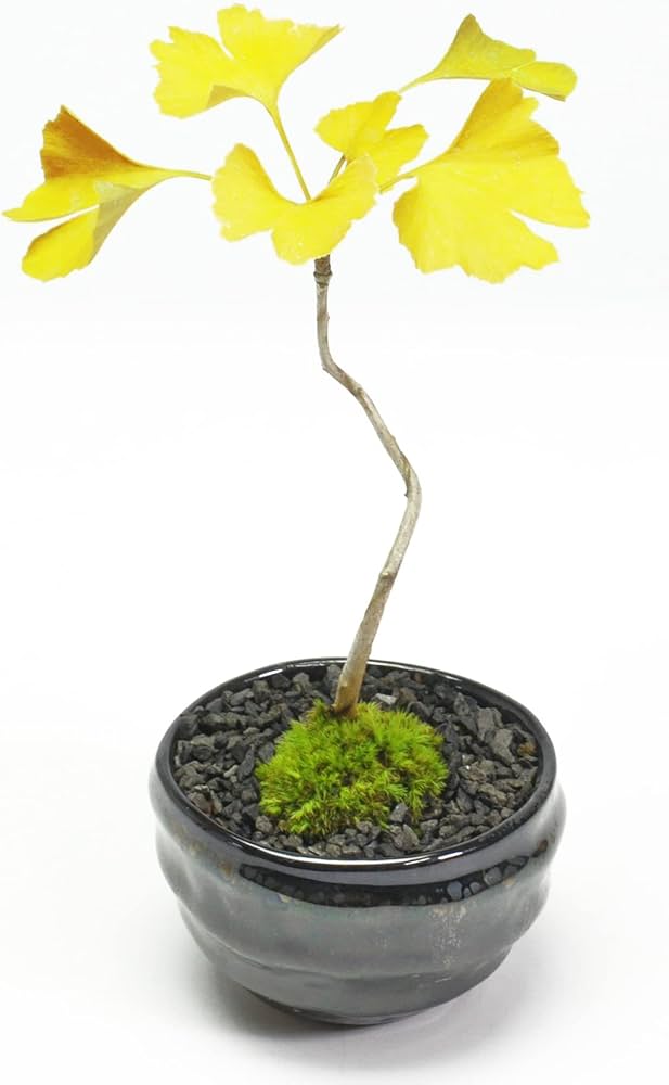 Amazon｜盆栽妙 ちびイチョウ 樹高7cm 銀杏 ミニ盆栽 紅葉 観葉植物