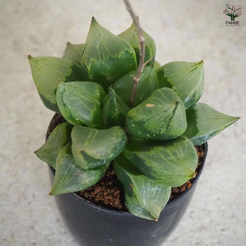 Amazon｜ITANSE ハオルチア B型コンプトミュータント 2.5号 1個