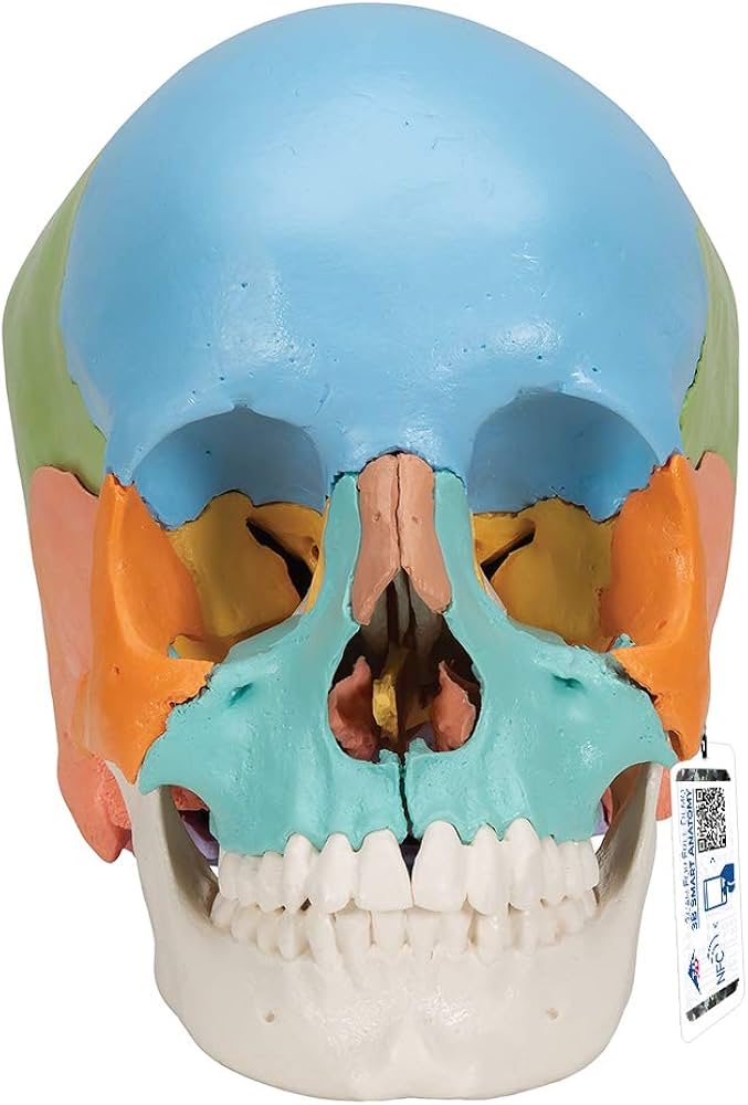 Amazon.co.jp: 3B社 頭蓋骨模型 頭蓋骨22分解キットマルチカラー仕様