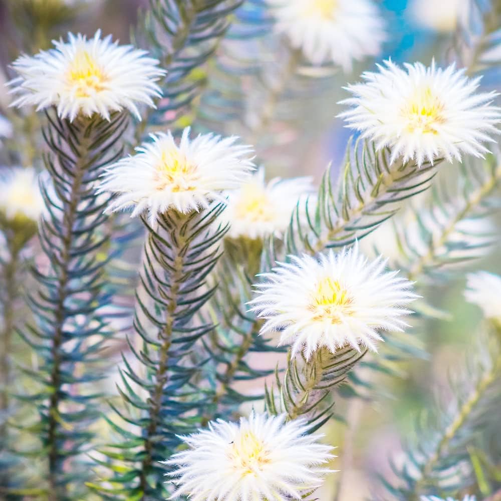 Amazon｜フィリカ・プベッセンス ハイドラ 7号鉢【品種で選べる花木/1