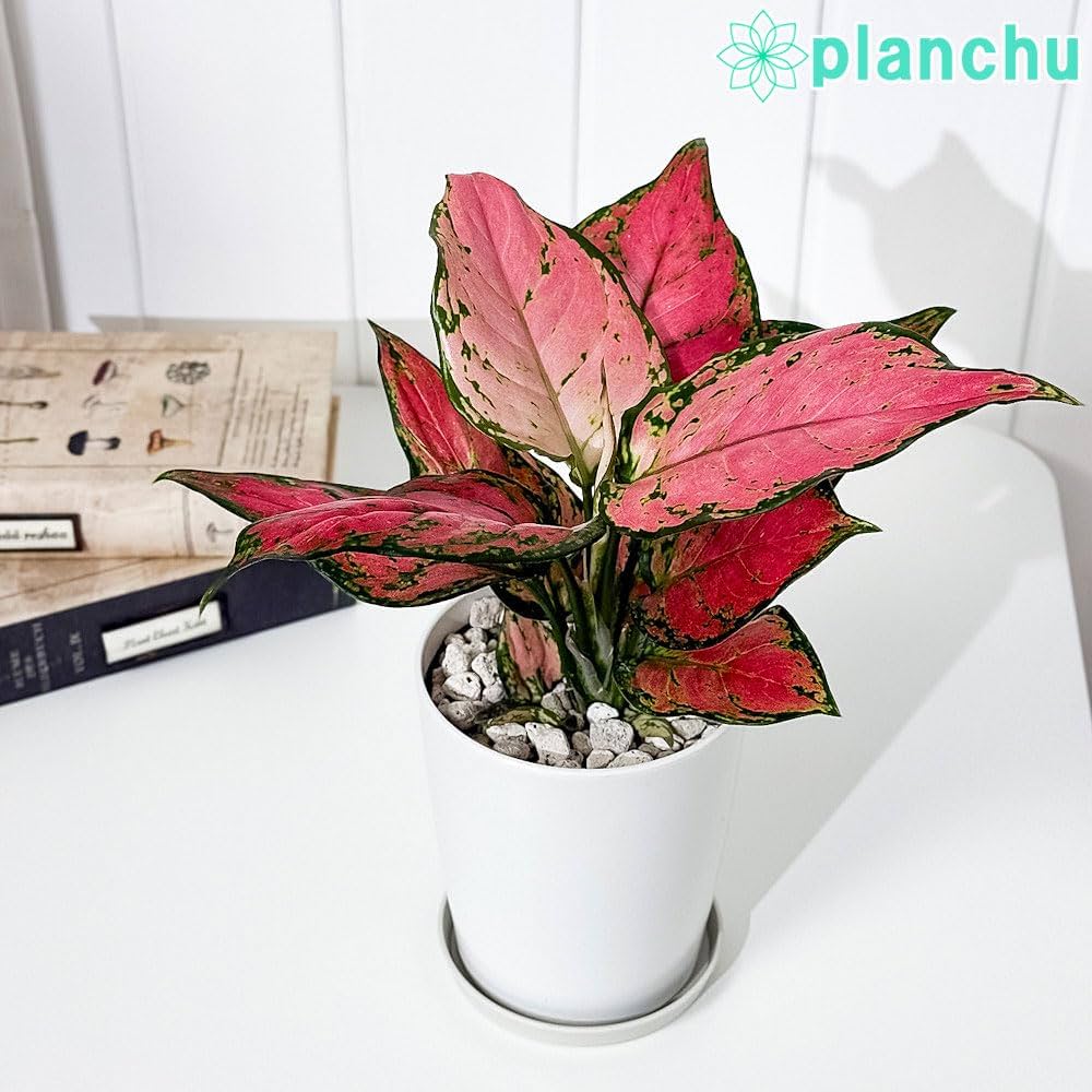 Amazon｜PLANCHU 観葉植物 アグラオネマ レッドバレンタイン 4号鉢