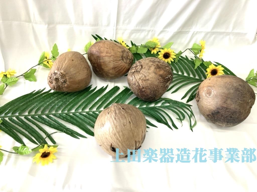 Amazon.co.jp: ヤシの実/椰子の実 自然素材（本物）装飾用 [並行輸入品
