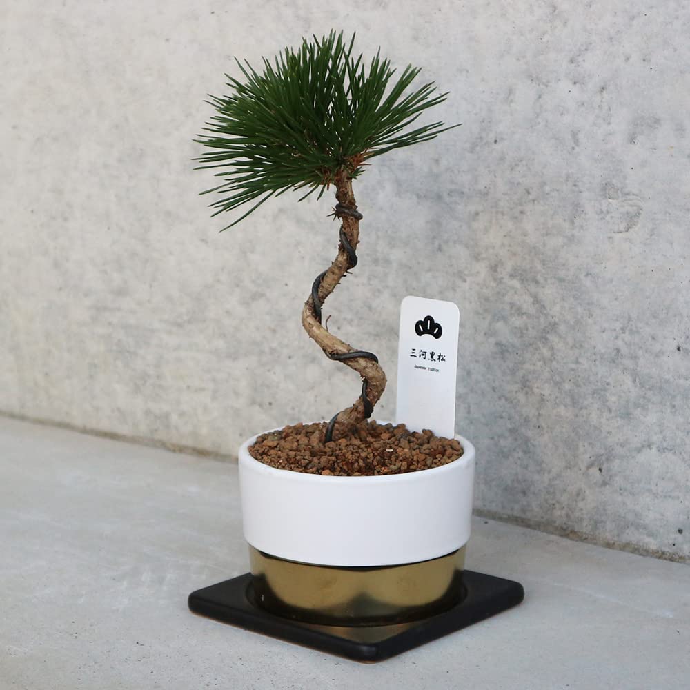 Amazon.co.jp: ITANSE 三河黒松 盆栽仕立て 4号鉢 1個売り【鉢色