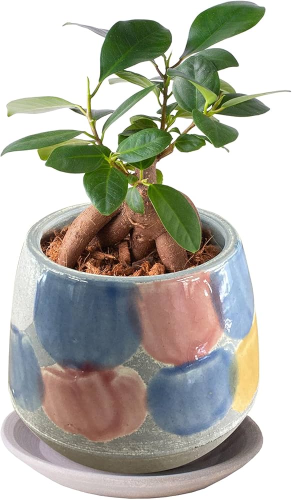 Amazon｜花のギフト社 ガジュマル がじゅまる ガジュマルの木 観葉植物