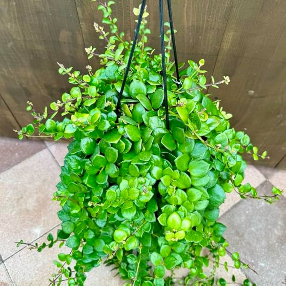 Amazon｜おしゃれ 観葉植物：エスキナンサス タイピンク*5号 吊り鉢