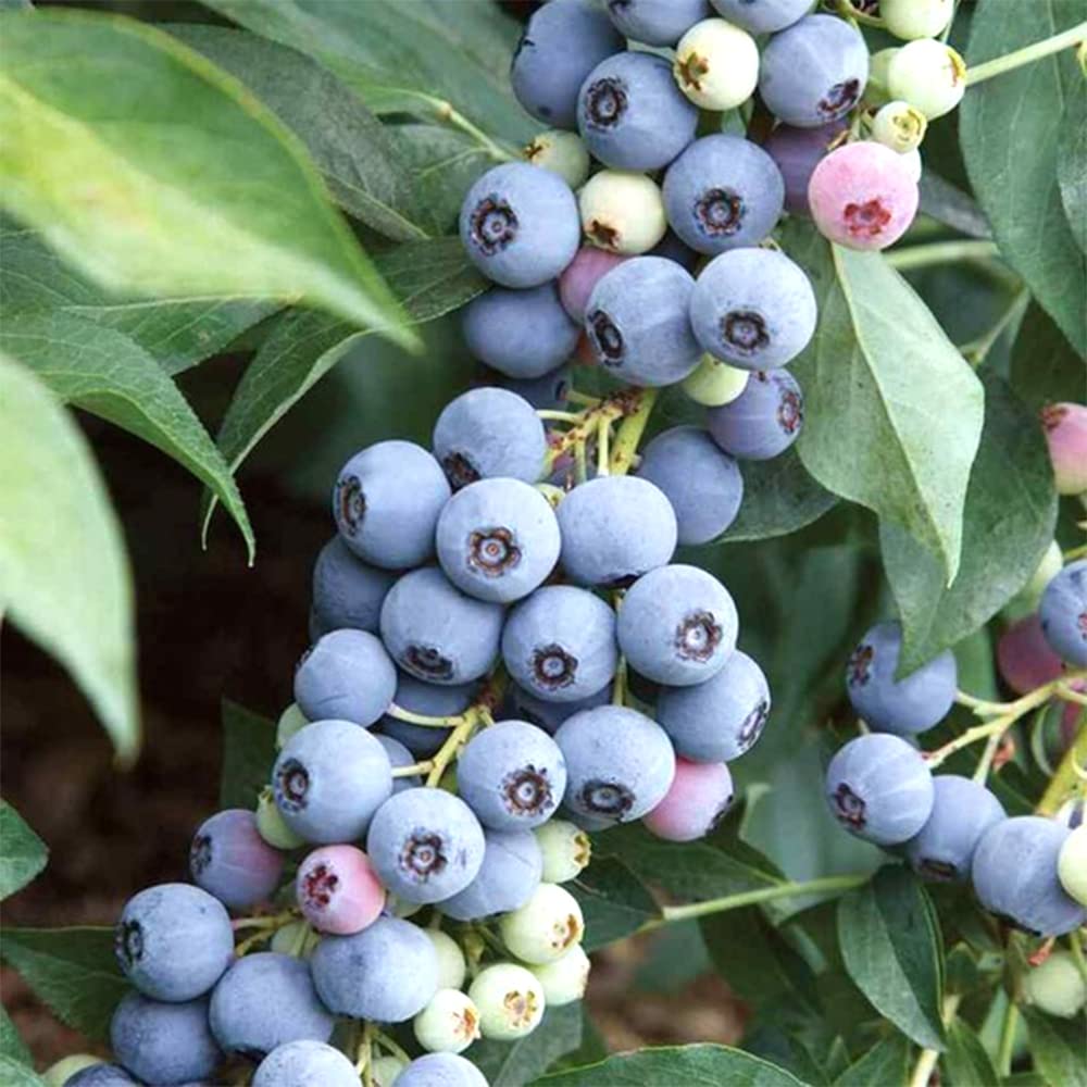 Amazon.co.jp: ブルーベリーラビットアイ系おまかせ12～15cm苗2品種各1