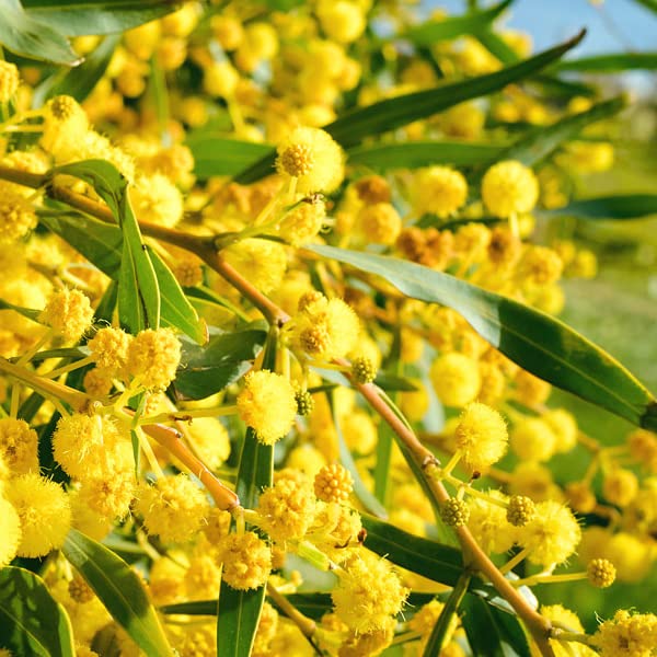 Amazon.co.jp: Acacia confusa Seeds, 50 Capsules : DIY, Tools & Garden