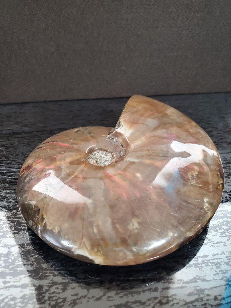 Amazon.co.jp: 537.5g!! アンモナイト(アンモライト) 化石 台座付き