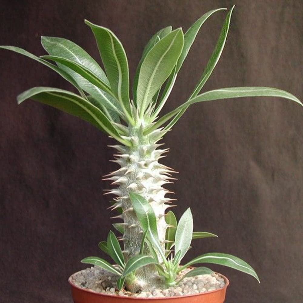 Amazon｜パキポディウム ホロンベンセ2～3号ポット【品種で選べる観葉