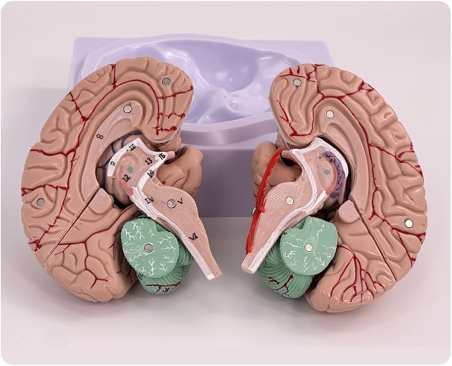 Amazon.co.jp: YHXSMAOY 神経科学脳モデル 脳模型 等身大 人間の脳