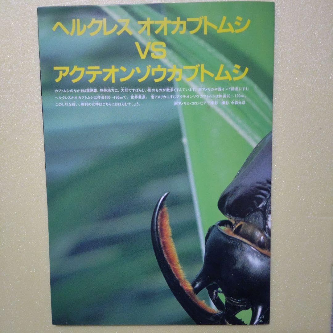 Amazon.co.jp: 折りたたみポスター！ 海外カブトムシ＆クワガタ昆虫