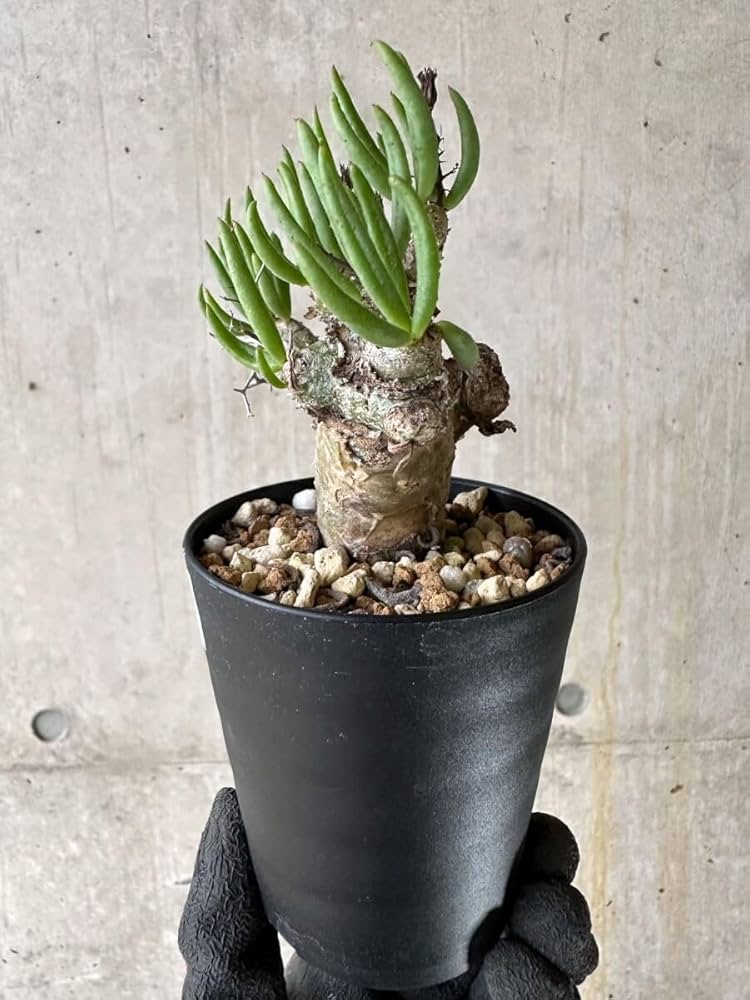 Amazon｜【現品限り】チレコドン・レティキュラータス 現地株 発根済み