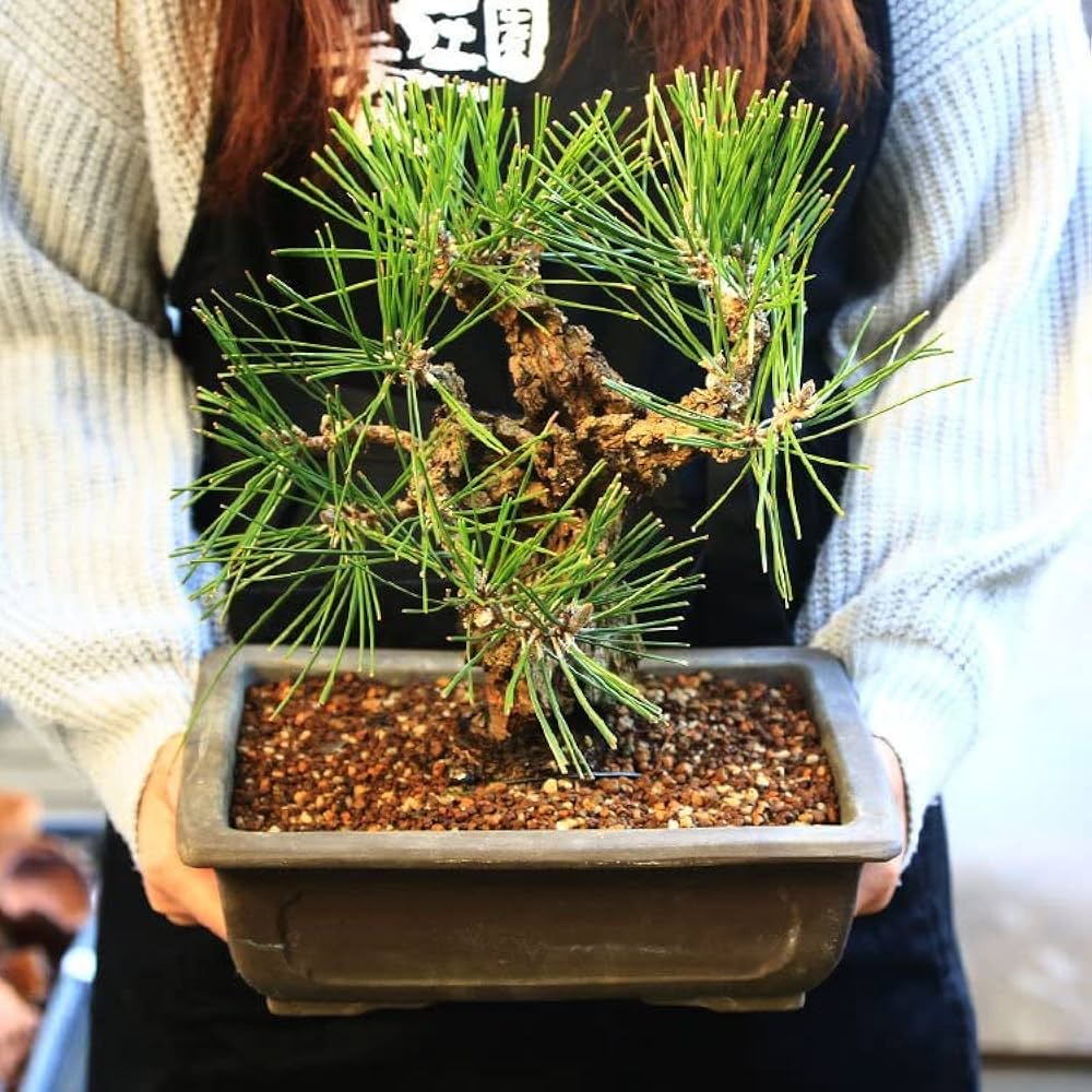 Amazon | 中品盆栽：錦黒松* 錦松幹肌ニシキマツにしきまつ bonsai | 盆栽