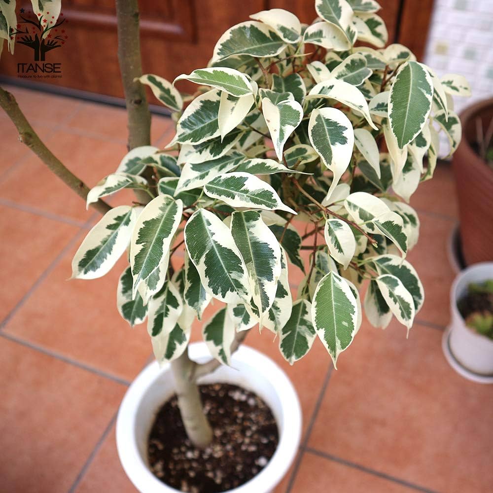 Amazon｜フィカス ベンジャミン スターライトビューティークイーン 7号