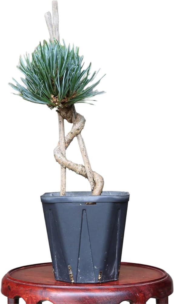 Amazon.co.jp: 五葉松【銀性八房】苗木・素材 小品盆栽【泰寿園 Online