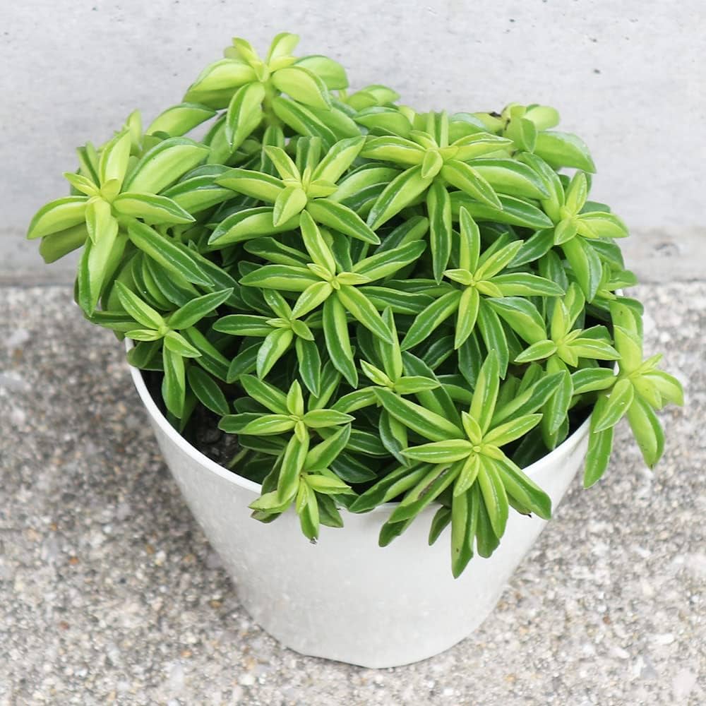 在庫1点のみ ペペロミア 美依子 斑入り 抜き苗 在庫1点のみ ペペロミア