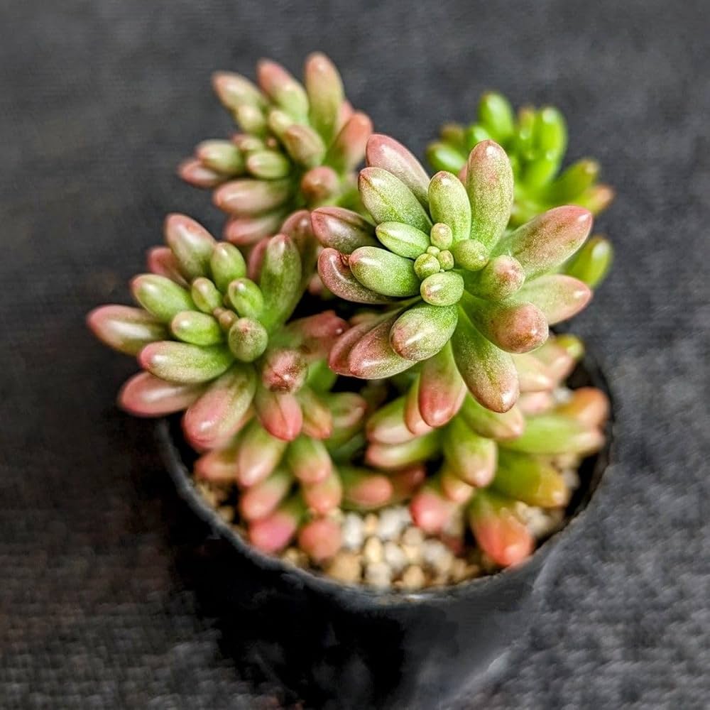 61OcTBOc24L._AC_UF1000,