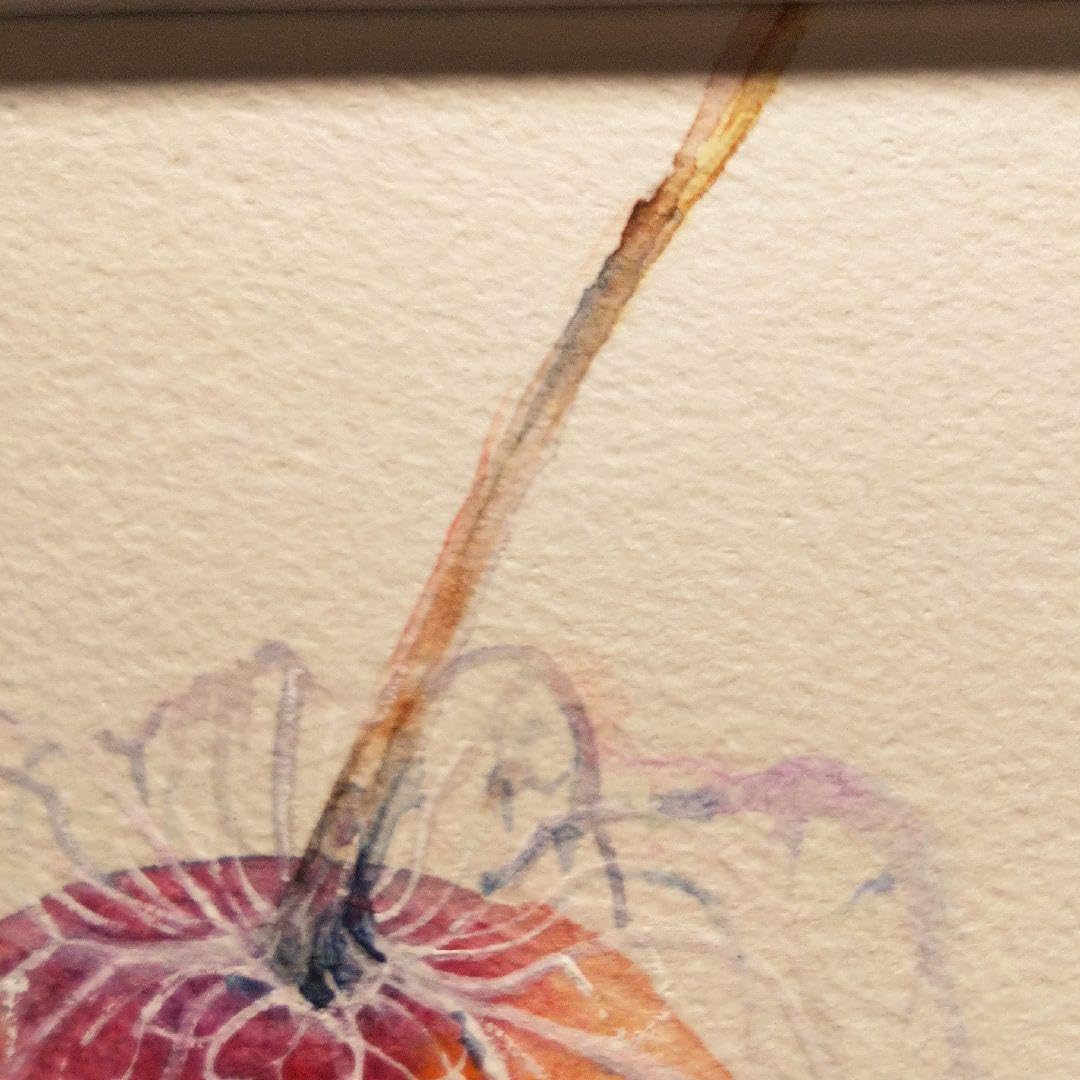 Amazon.co.jp: ほおずき 鬼灯 植物 水彩画 アート 絵画 原画 絵葉書