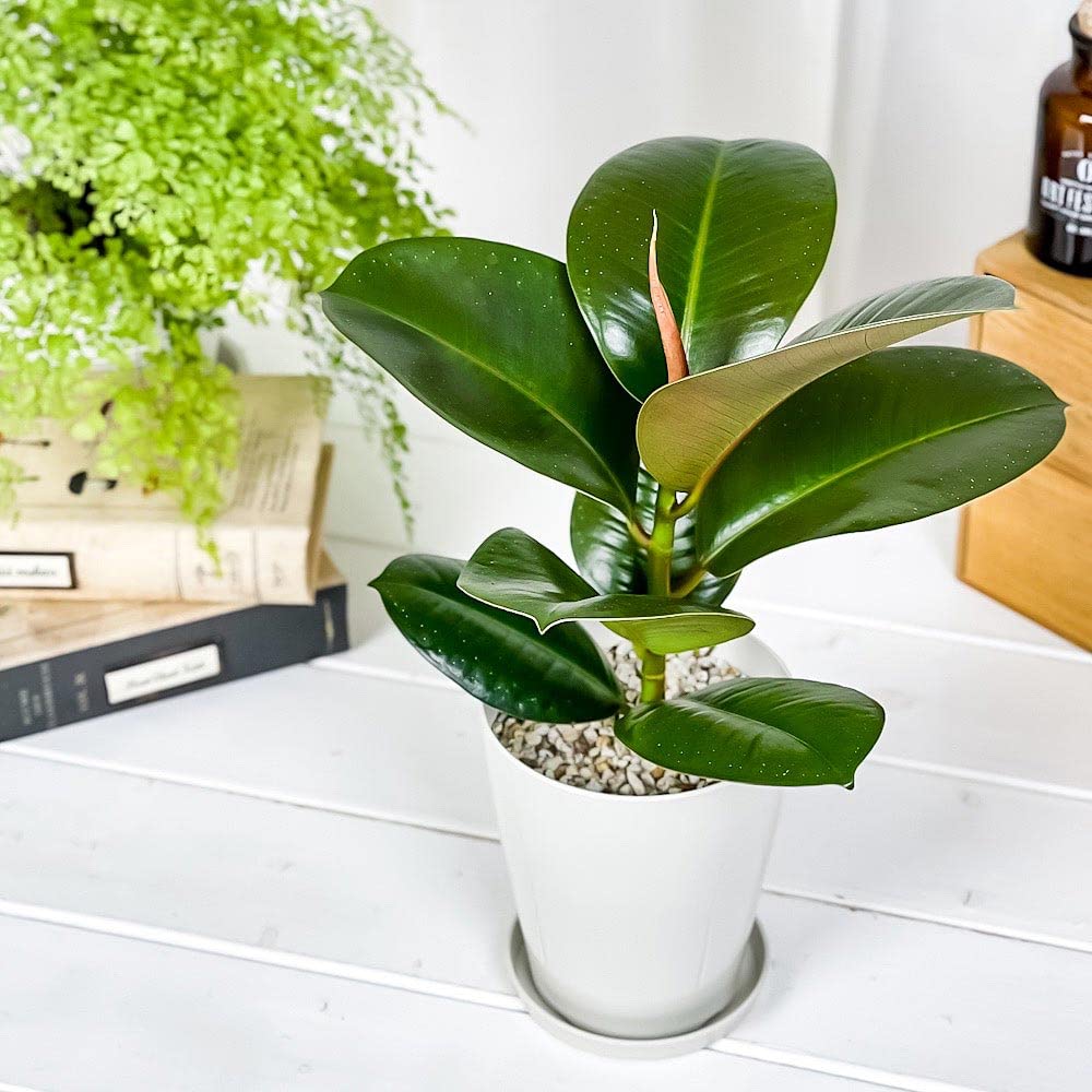 Amazon.co.jp: PLANCHU 観葉植物 フィカス ソフィア 4号鉢 受け皿付き