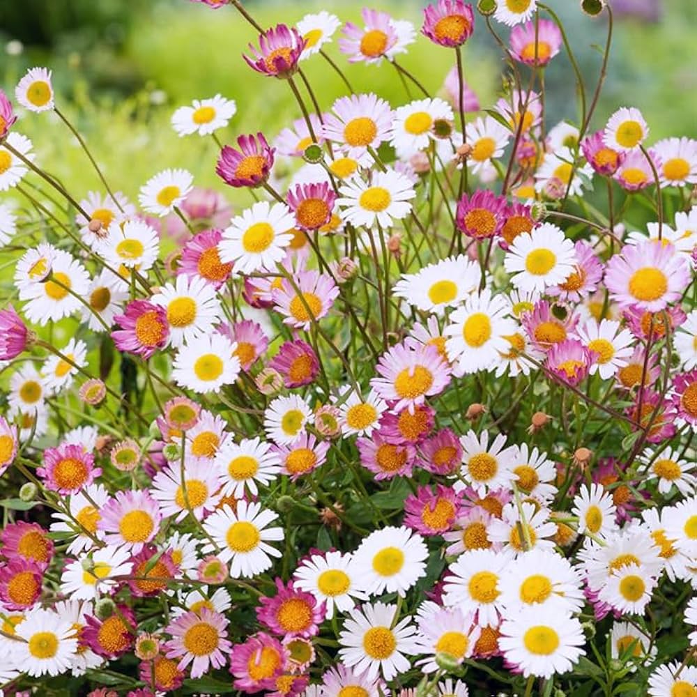 Amazon.co.jp: 宿根草 源平小菊 9cmポット エリゲロン げんぺいこ