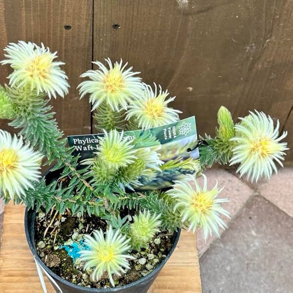 Amazon｜鉢花 観葉植物：フィリカ プベッセンス ワフトフェザー*5号小