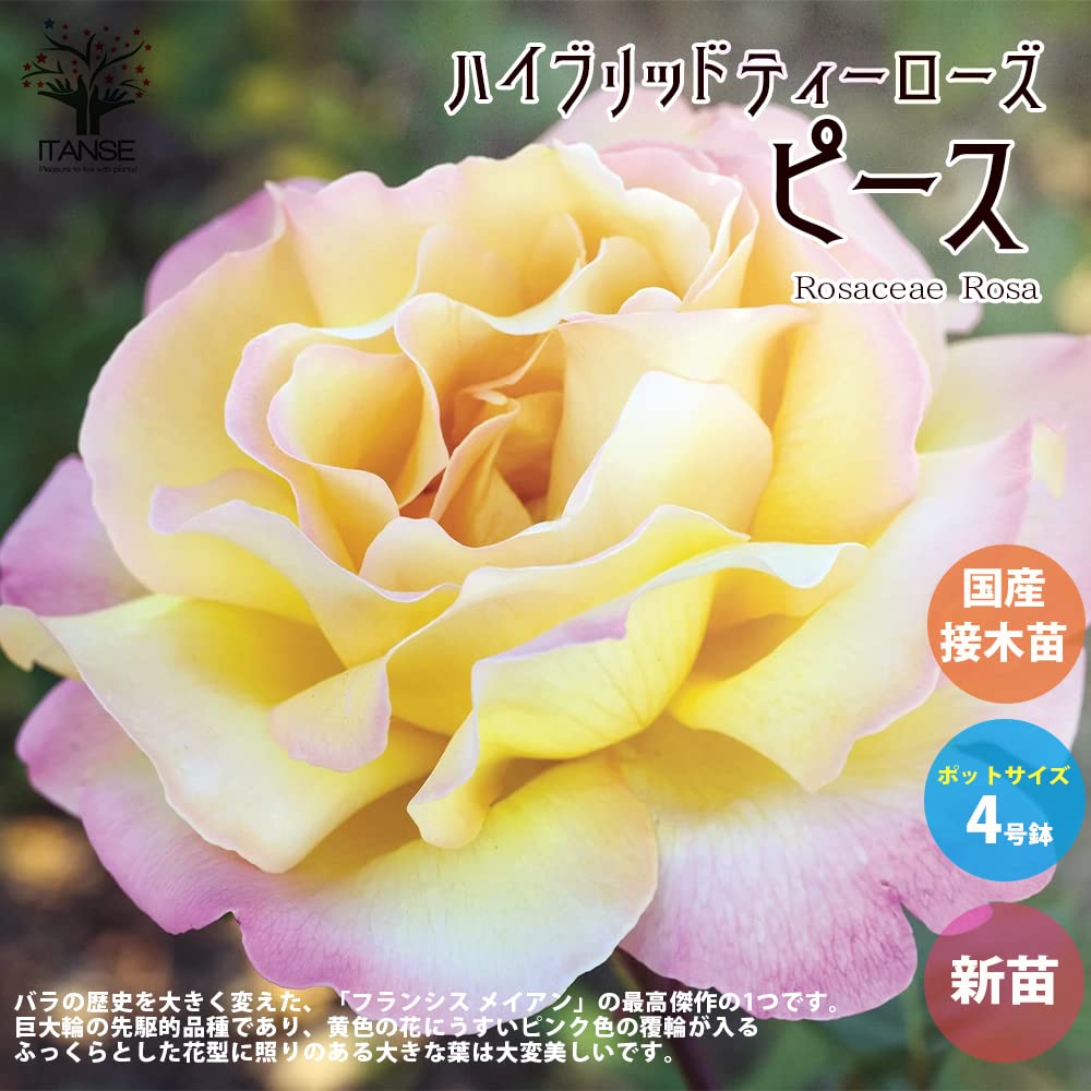 Amazon.co.jp: 薔薇の苗