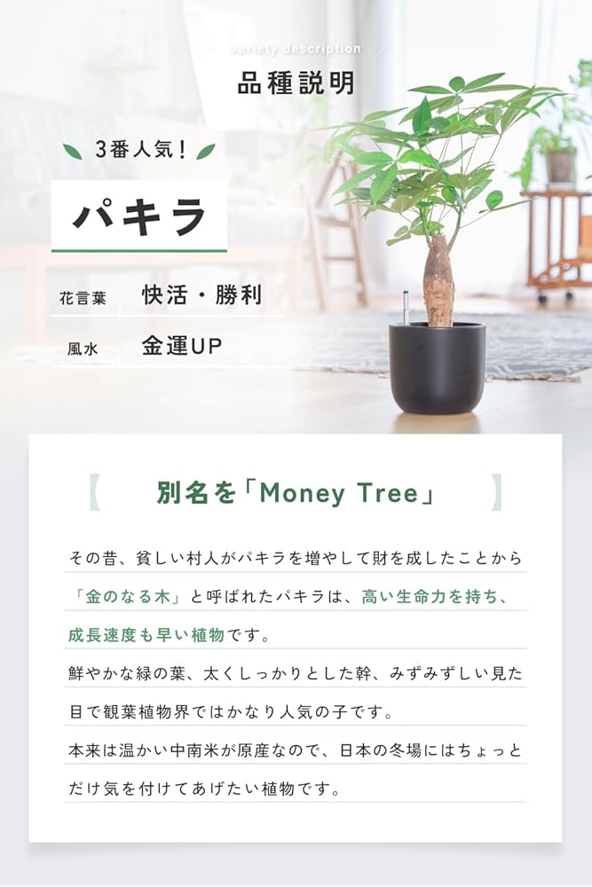 Amazon｜東京寿園 パキラ 大型 観葉植物 本物 土を使わない観葉植物