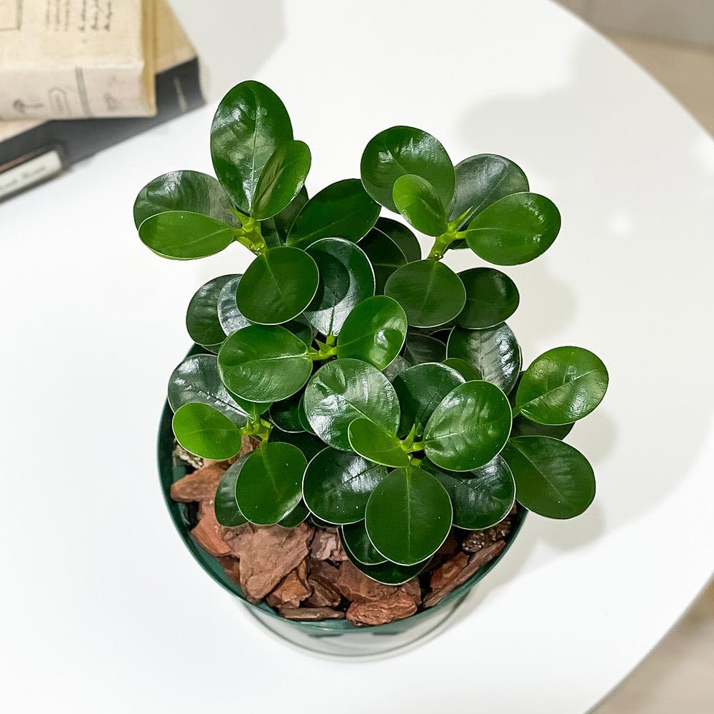 Amazon｜PLANCHU 観葉植物 ガジュマル コパンダガジュマル 4号スリット