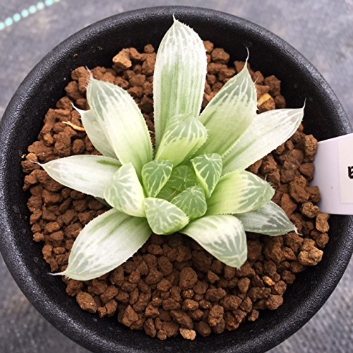 Amazon.co.jp: 多肉植物：ハオルチア ピリフェラ錦*S: ホーム＆キッチン