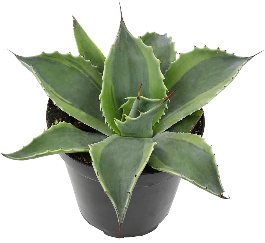 Amazon.com : Altman Plants Rare Agave ovatifolia 'Orca', Premium