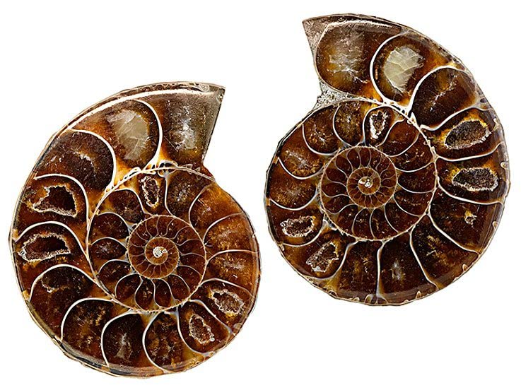 Amazon | SCIENCE 化石標本Pair Ammonites fossils「アンモナイト