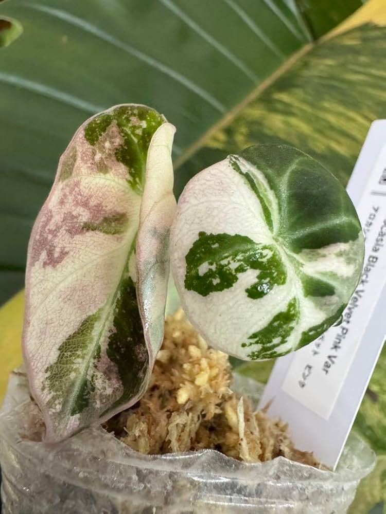 Amazon.co.jp: B1 激レア アロカシア ブラックベルベット ピンク斑入り