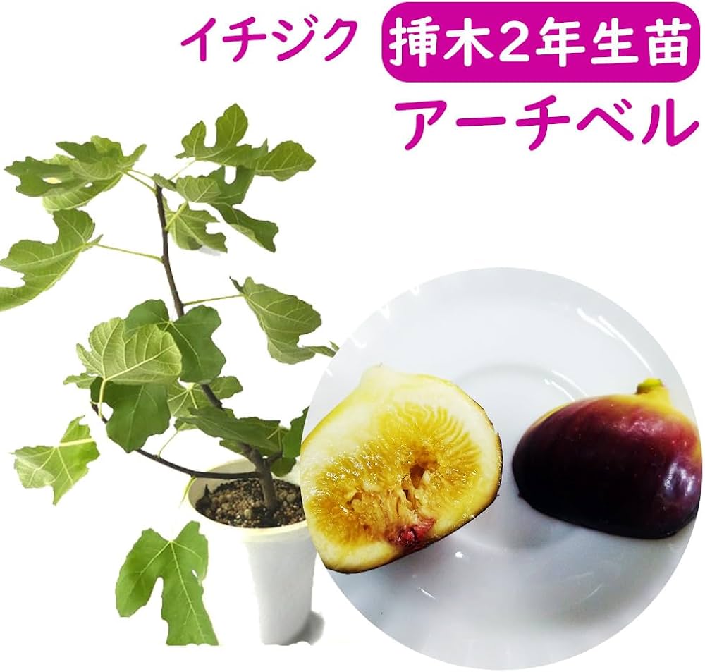 Amazon.co.jp: 【落葉中】とにかく根ががっちり！ イチジク 無花果 苗