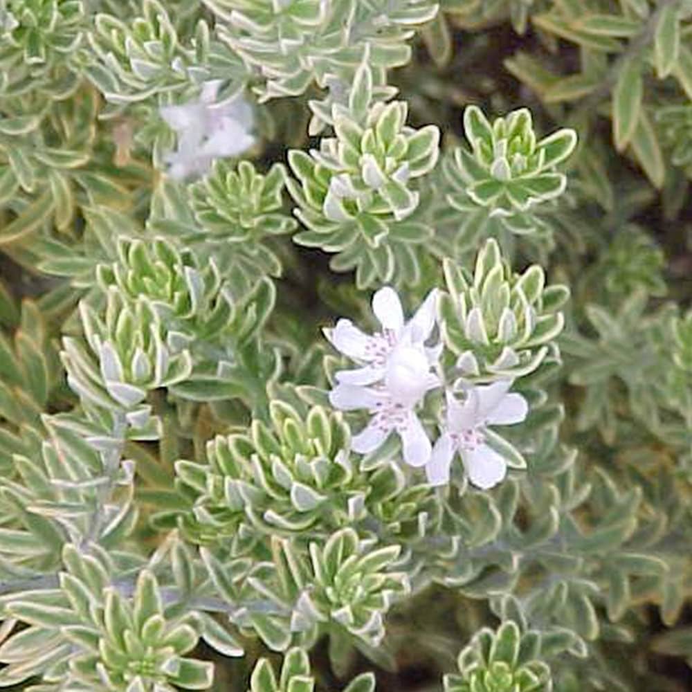 Amazon.co.jp: ウエストリンギア・ライムライト7号鉢【品種で選べる