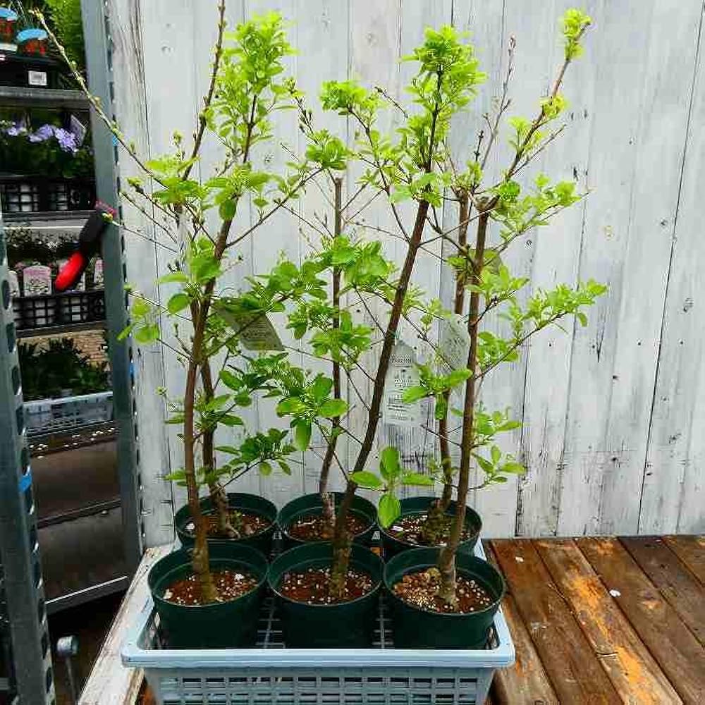 Amazon.co.jp: アメリカヒトツバタゴ ナンジャモンジャの木 苗 6号