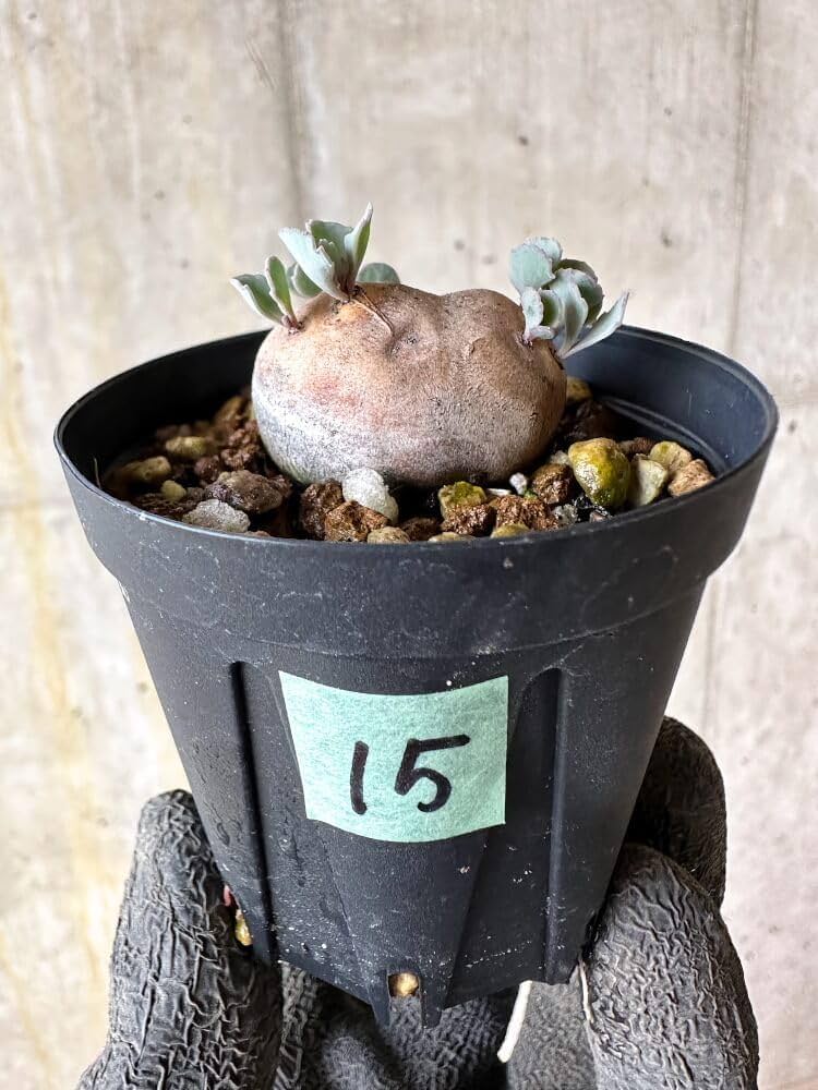 Amazon｜【現品限り】オトンナ・カカリオイデス 現地株 発根済み【Q15