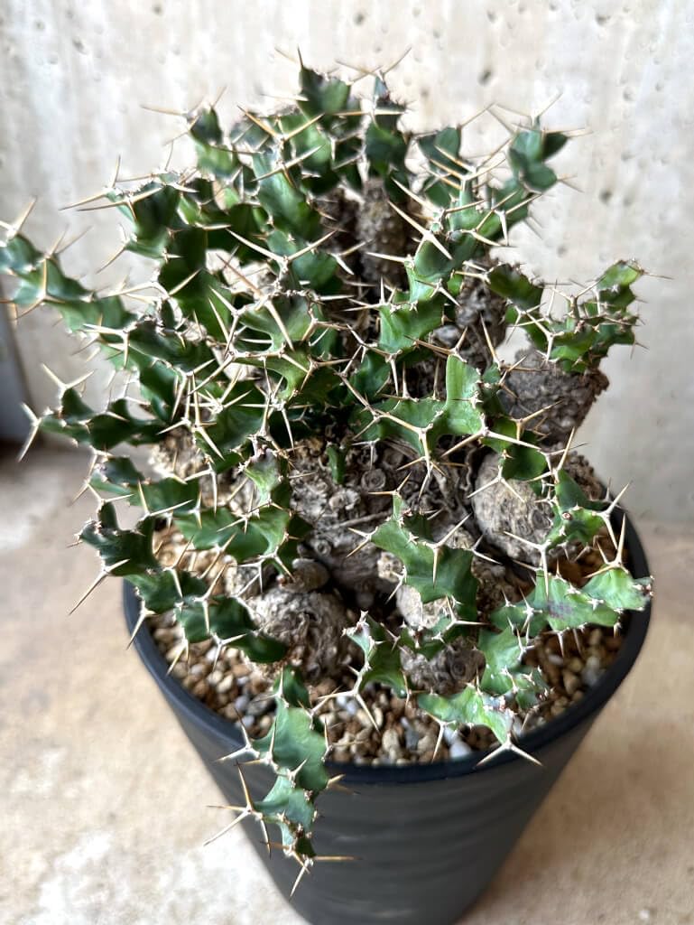 Amazon｜【現品限り】ユーフォルビア・クラビゲラ 現地株 発根済み 約1