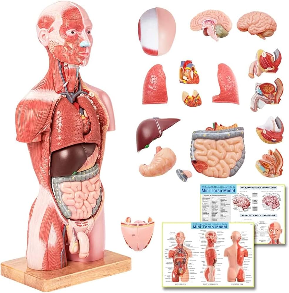 Amazon.co.jp: EVOTECH SCIENTIFIC 人体筋肉模型 豪華版 17パーツ分解