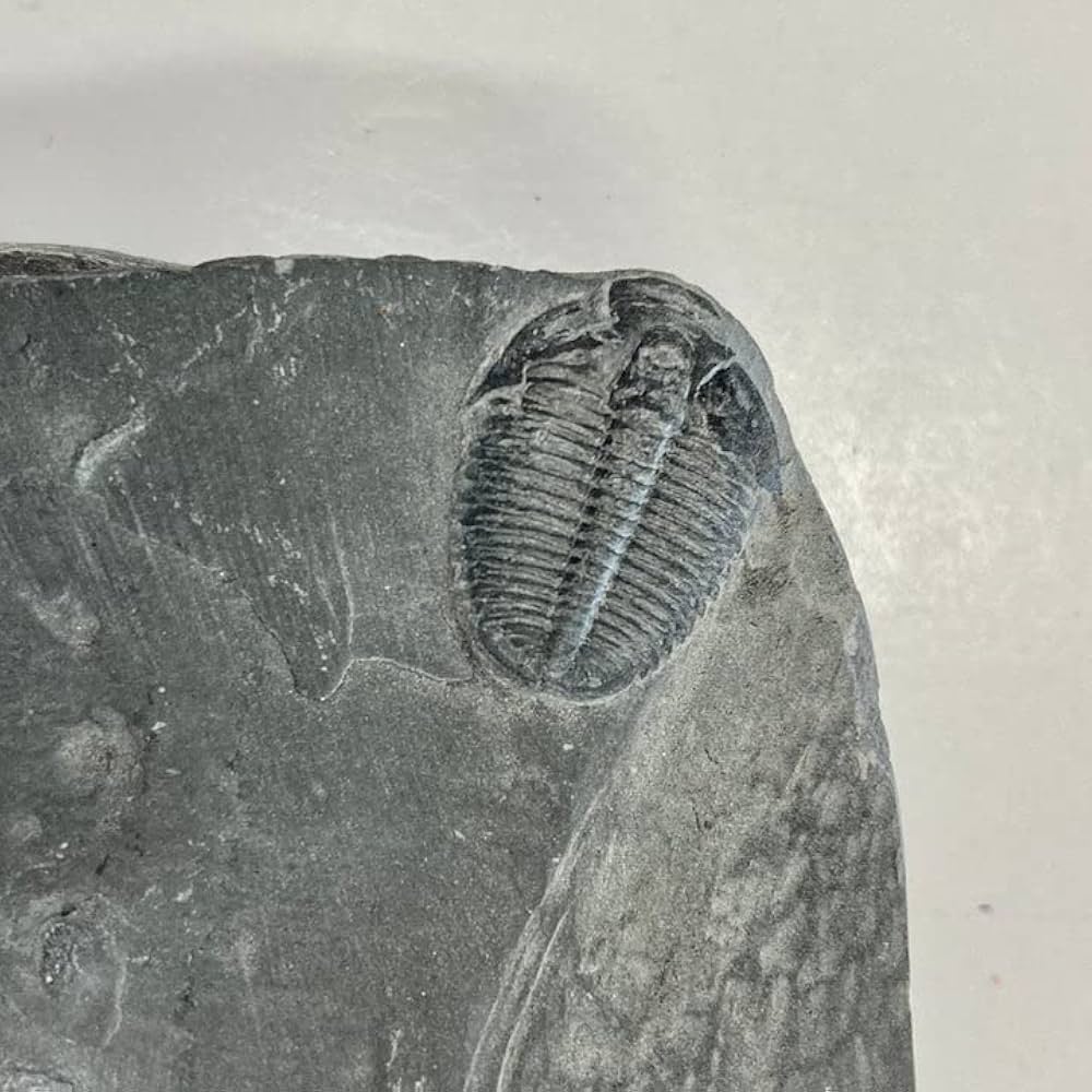 Amazon.co.jp: SCIENCE 母岩付化石標本「三葉虫 エルラシア・キンギ