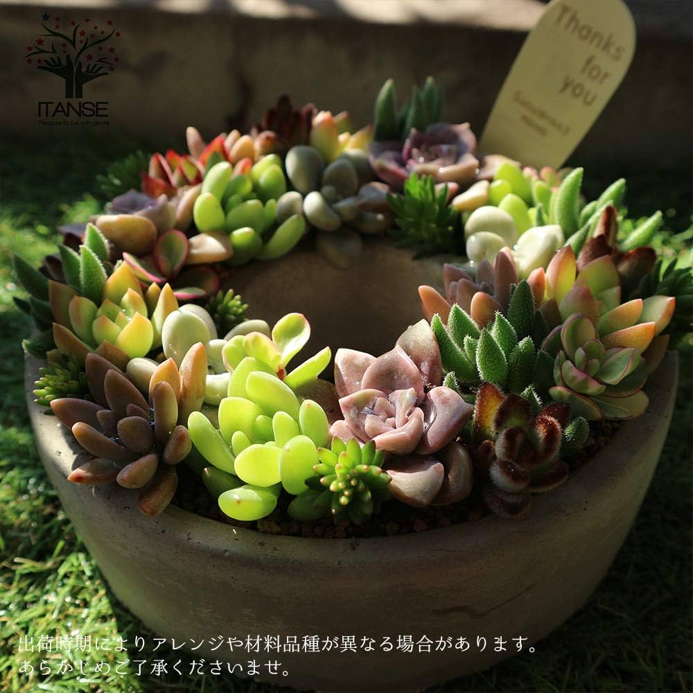 Amazon.co.jp: 多肉植物 寄せ植え succulent wreath M(多肉リースM