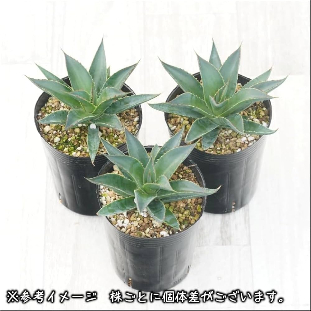 Amazon｜アガベ「ブルー・グロー」 3号ロングポット｜観葉植物